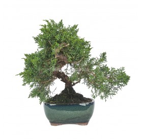 Juniperus chinensis kyushu. Bonsaï 10 ans. Genévrier de Chine.