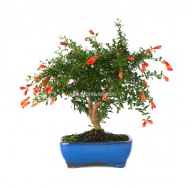 Punica granatum. Bonsái 8...