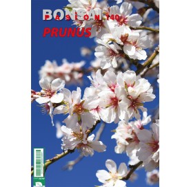 Nº140 BONSÁI PASIÓN - Prunus