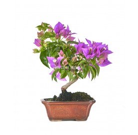 Bouganvillea glabra. Bonsaï...