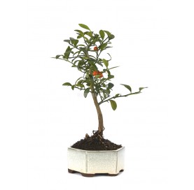 Citrus kinzu. Bonsai 7...