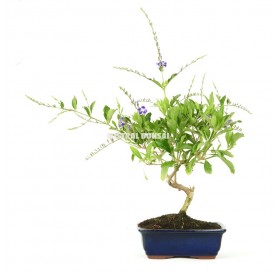 Durantha repens. Bonsaï 7...