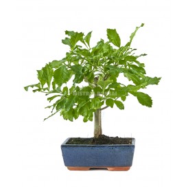 Durantha repens. Bonsái 8...