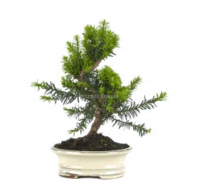 Taxus media. Bonsai 9...
