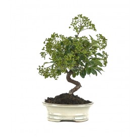 Pyracantha. Bonsái 8 años....
