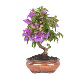 Bouganvillea glabra. Bonsai...