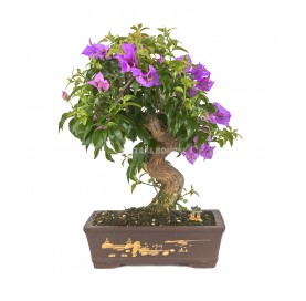 Exclusive bonsai...
