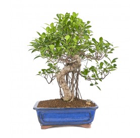 Exklusive Bonsai Ficus...