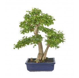 Exklusive Bonsai Ligustrum...
