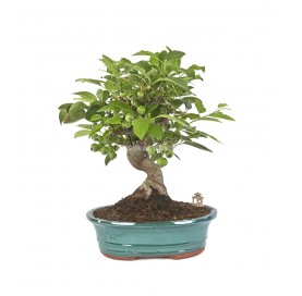 Exklusive Bonsai Malus 14...