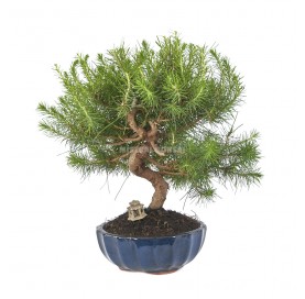 Exklusive Bonsai Pinus...