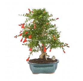 Exklusive Bonsai Punica...