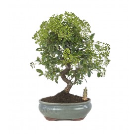 Bonsái exclusivo Pyracantha angustifolia 17 años. Espino de fuego