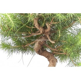 Exclusive bonsai Pinus halepensis 12 years. Aleppo pine