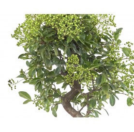 Bonsái exclusivo Pyracantha angustifolia 17 años. Espino de fuego