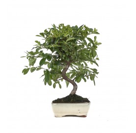 Pyracantha sp. Bonsai 7...