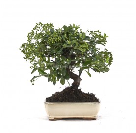 Pyracantha sp. Bonsái 10...