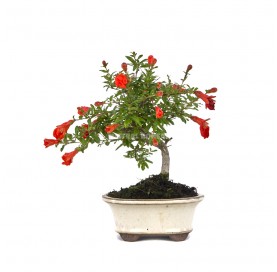 Punica granatum. Bonsai 7...