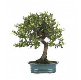 Quercus suber. Bonsai 14 Jahre. Korkeiche