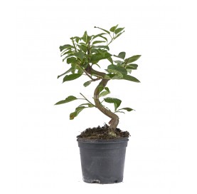 Malus Pré-bonsaï 8 ans....