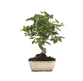 Malus. Bonsai 12 Jahre....