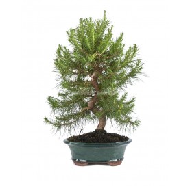 Pinus halepensis. Bonsai 14...