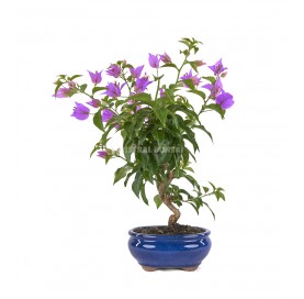Bouganvillea glabra. Bonsai...