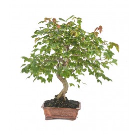 Acer buergerianum. Bonsai...
