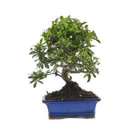 Pyracantha. Bonsai 9 years....
