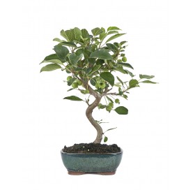 Malus sp. Bonsai 9 years....