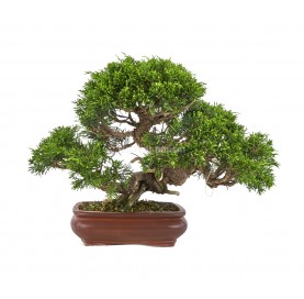 Bonsái Ejemplar Juniperus chinensis 'Itoigawa' – Estilo Moyogi – Enebro chino