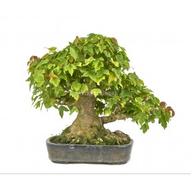 Bonsai Specimen Acer...