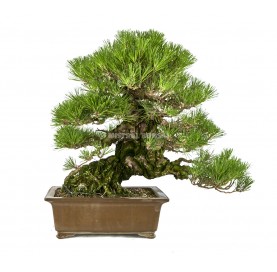 Bonsai Specimen Pinus...