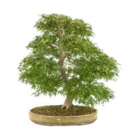 Bonsai Specimen Acer...