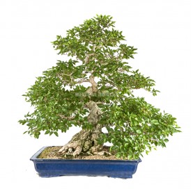 Bonsai Exemplar Carpinus...
