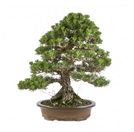 Bonsai Specimen Pinus thunbergii ‘Kotobuki’. Japanese black pine