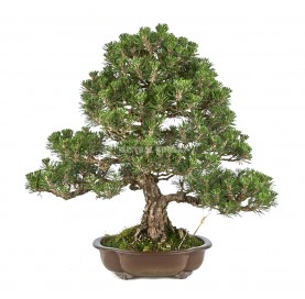 Bonsai Specimen Pinus...