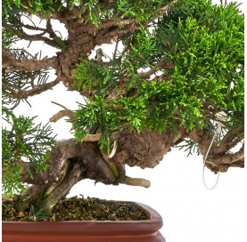Bonsái Ejemplar Juniperus chinensis 'Itoigawa' – Estilo Moyogi – Enebro chino