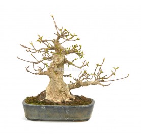 Bonsai Specimen Acer buergerianum. Shohin. Trident maple.