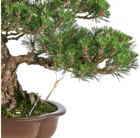 Bonsái Ejemplar Pinus thunbergii ‘Kotobuki’. Pino negro japonés