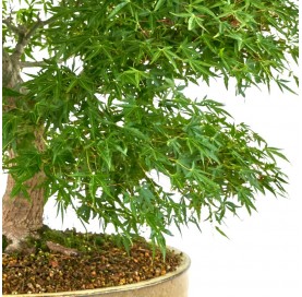 Bonsái Ejemplar Acer palmatum Yamamomiji. Moyogi. Arce japonés