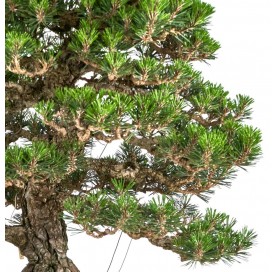 Bonsai Specimen Pinus thunbergii ‘Kotobuki’. Japanese black pine