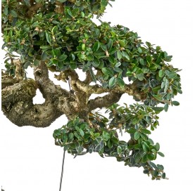Bonsai Exemplar Olea Europaea Yamadori