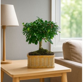 Zimmerbonsai 5 Jahre Deco Artisan Kollektion