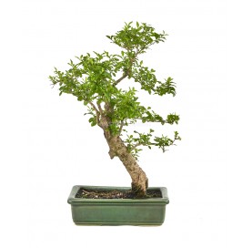 Ligustrum ovalifolium....