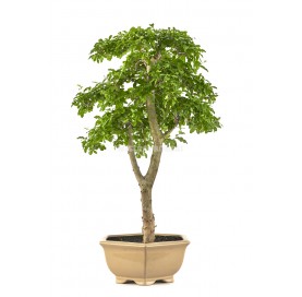 Ligustrum ovalifolium....