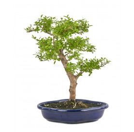 Ligustrum ovalifolium. Bonsai 10 years. Privet.