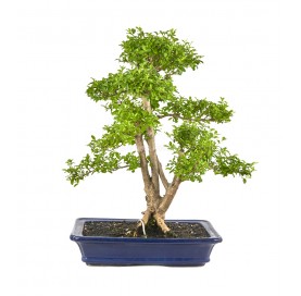 Ligustrum ovalifolium....
