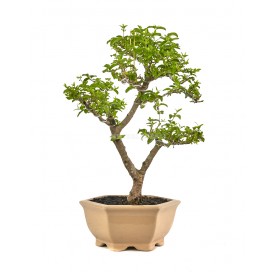 Ligustrum ovalifolium....