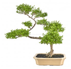 Ligustrum ovalifolium....